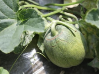 蘑菇吃瓜官网,揭秘美食新潮流